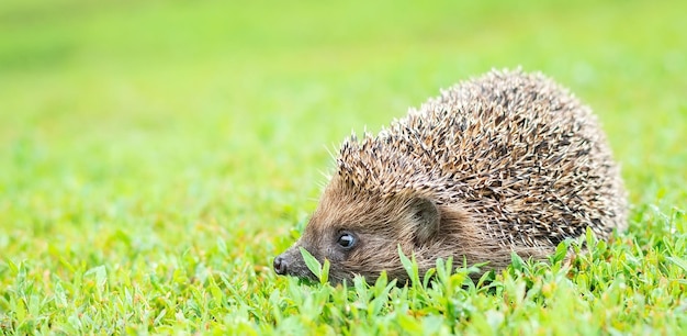 Egel op het gras