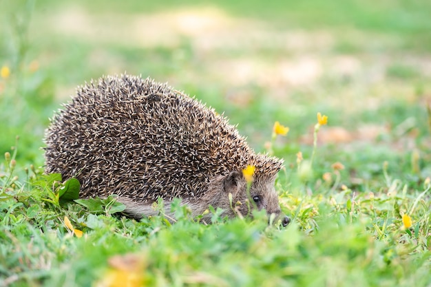 Foto egel (wetenschappelijke naam: erinaceus europaeus) close-up van een wilde, inheemse, europese egel, naar rechts gericht in natuurlijke tuinhabitat op groen grasgazon. horizontaal. ruimte voor kopiëren.