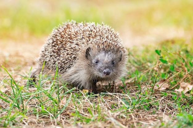 Egel (Wetenschappelijke naam: Erinaceus Europaeus) close-up van een wilde, inheemse, Europese egel, naar rechts gericht in natuurlijke tuinhabitat op groen grasgazon