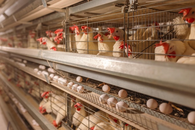 Photo egg factory plant agriculture poultry chicken farm