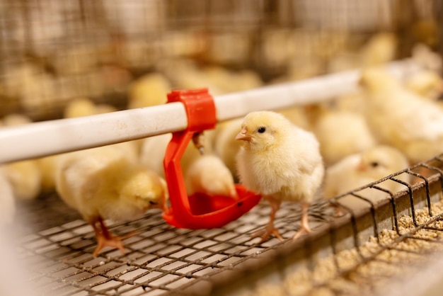 Foto azienda di produzione di uova, agricoltura, pollame e pollame