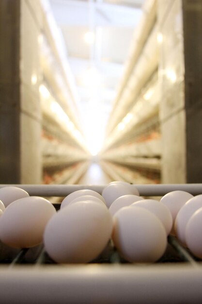 Photo egg factory