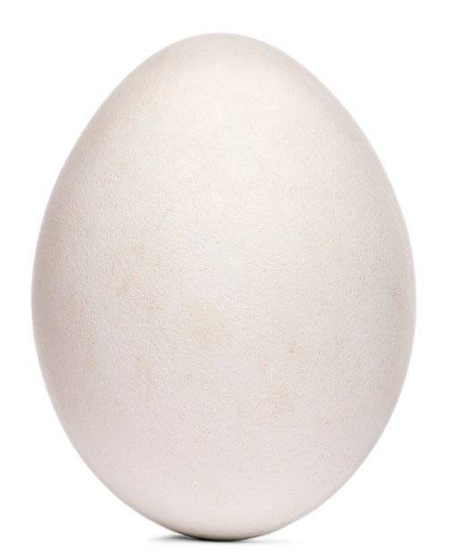 Egg of Griffon Vulture Gyps fulvus in front of white background