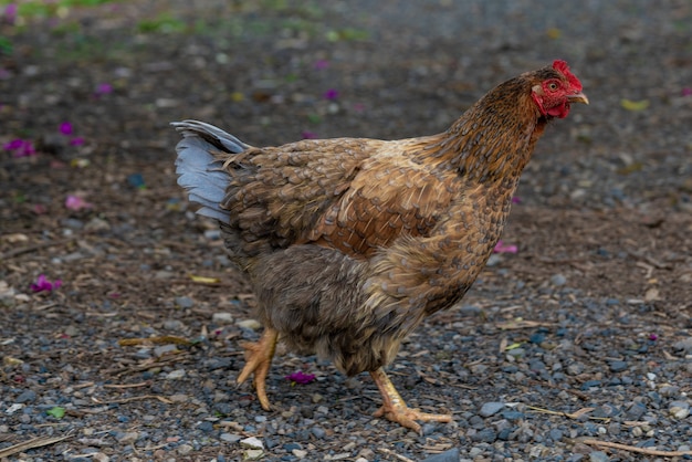 Egg laying hen in nature. Chicken