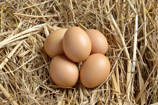 egg in nestle from rice straw