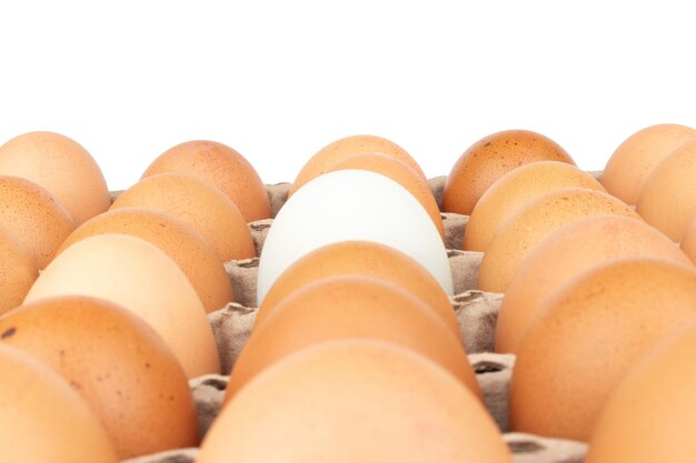 egg panel isolated on white background duck