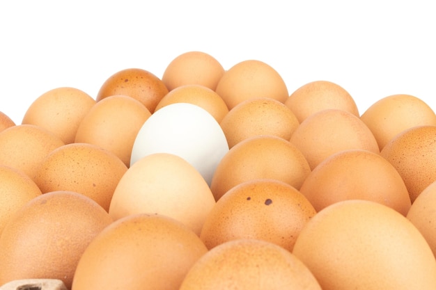 egg panel isolated on white background duck