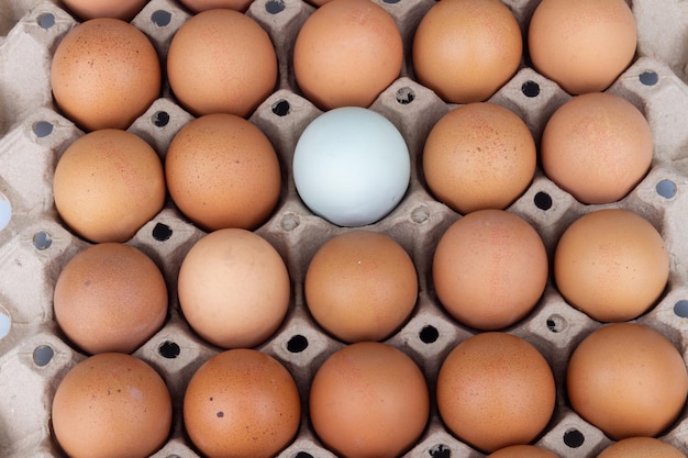 흰색 배경 오리에 고립 된 계란 패널