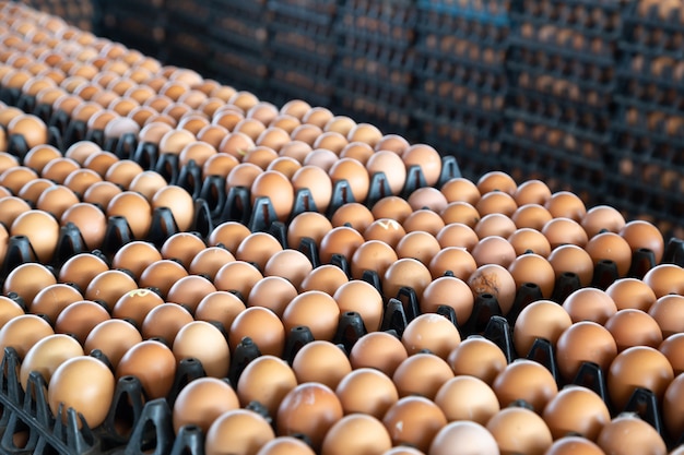 Egg panels arranged on a chicken farm with a blurred egg background