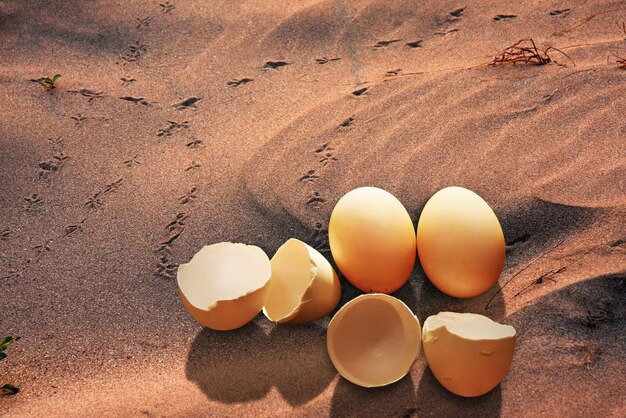 Egg shell in the sand