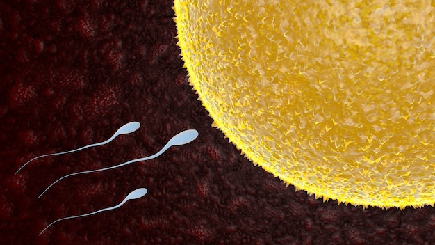 Egg and sperm Concept Fertilization and Implantation 3D rendering illustration