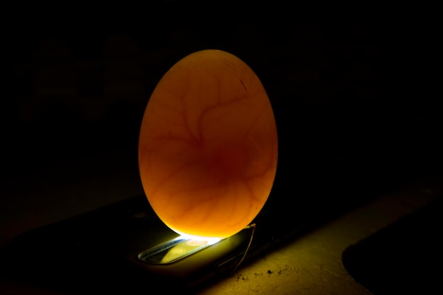 Egg with chicken embryo inside Fertilized egg