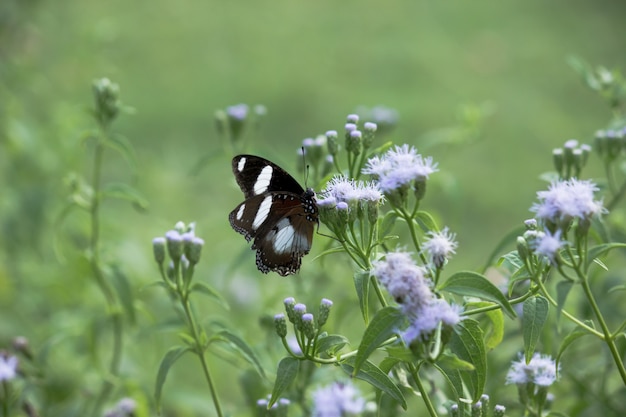 Eggfly Butterfly op de bloeminstallatie