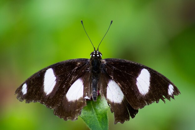 Eggfly Butterfly