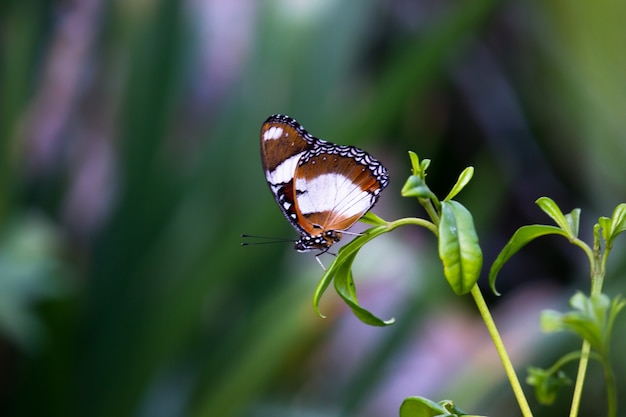 Egggly Butterfly with wings wide open on a beautiful green background during springtime