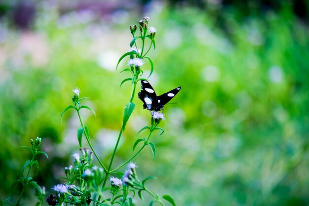 Photo an egggly butterfly with wings wide open in natural light during springtime