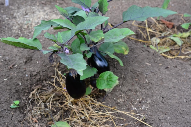 eggplant bush on garden bed isolated, close-up