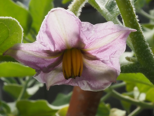 ナスの花