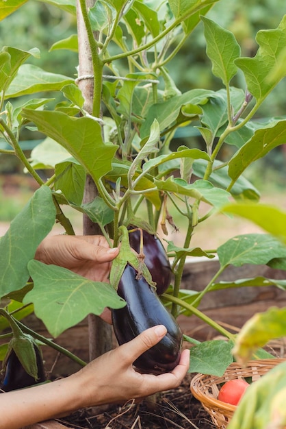 Eggplant in the garden