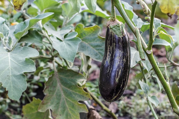 Melanzane che crescono su cespuglio in giardino