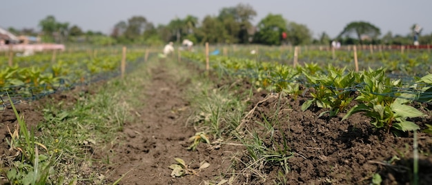 Eggplant growing in the farmer field on a sunny day.