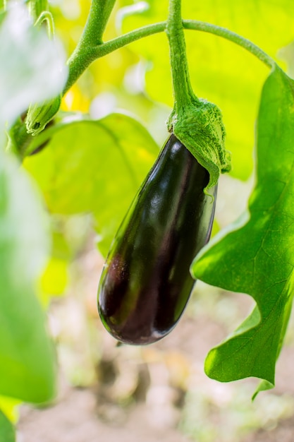 Eggplant growing in garden