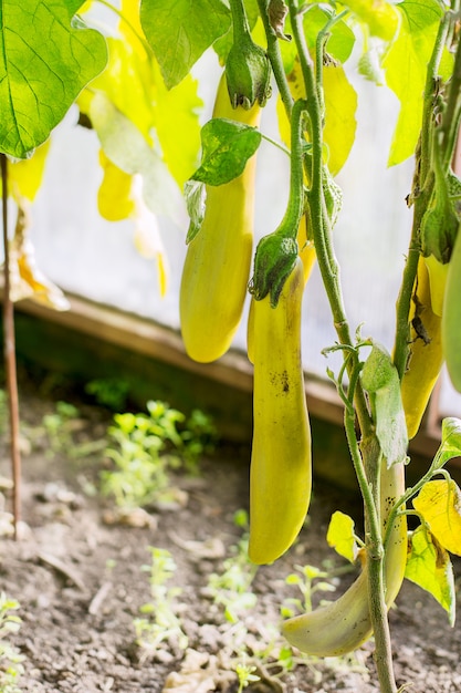 Eggplant growing in garden