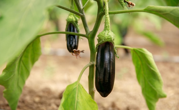 An eggplant grows on a branch