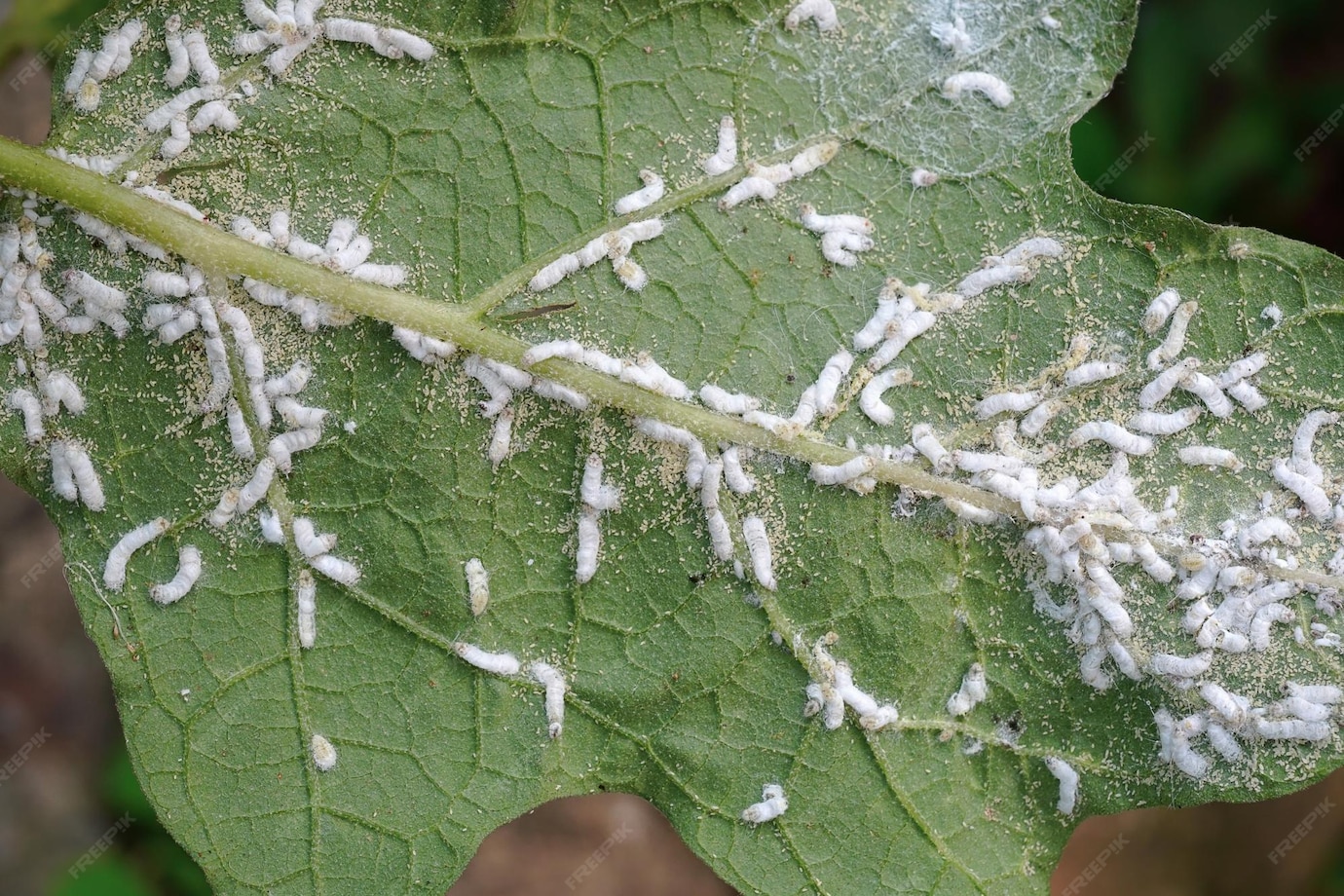 Premium Photo Eggplant leaves are affected by aphids brevicoryne