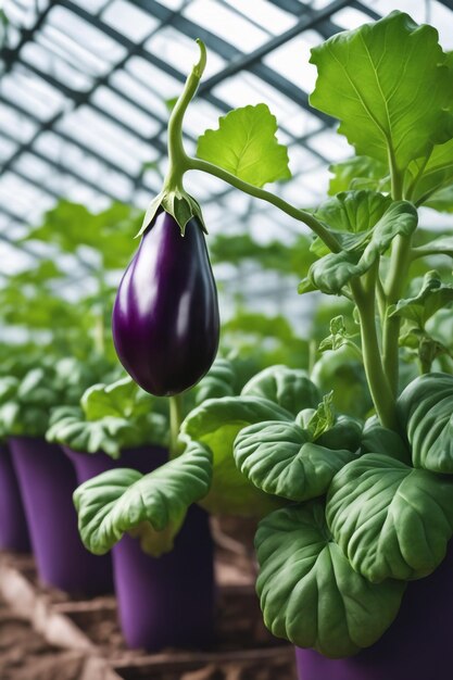 Eggplant on paper white background