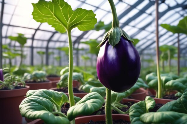 Eggplant on paper white background