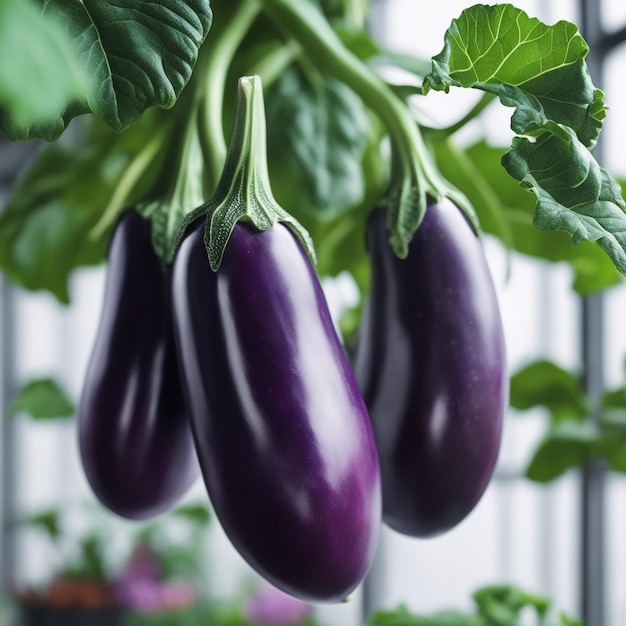 Photo eggplant on paper white background