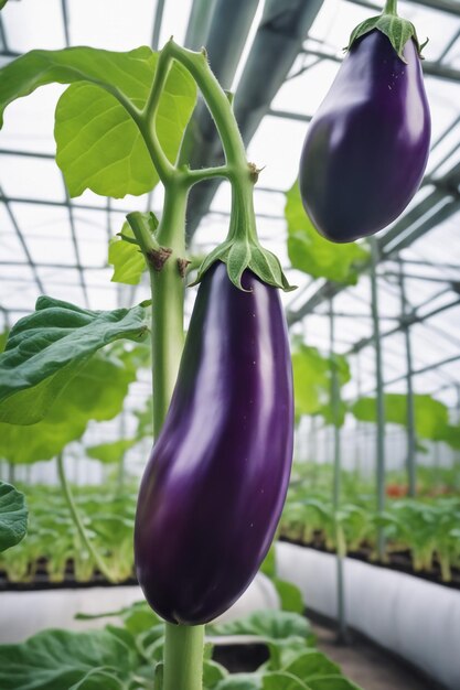 Eggplant on paper white background