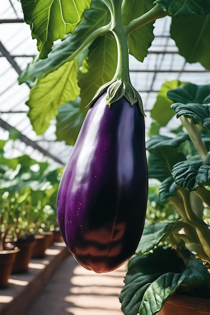 Eggplant on paper white background