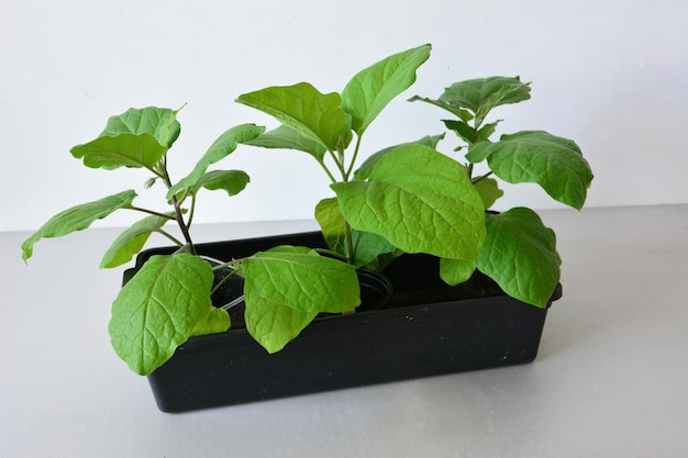 eggplant seedlings in plastic container isolated on white background, close-up