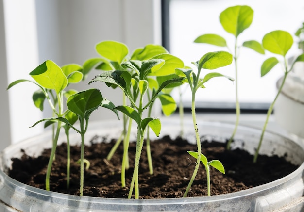 Eggplant seedlings on the window