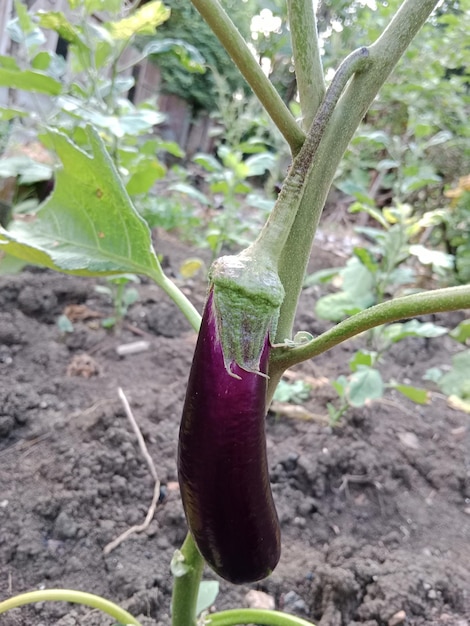 eggplant vegetable purple healthy organic vegetable for vegan