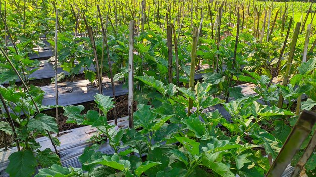 eggplants in the field