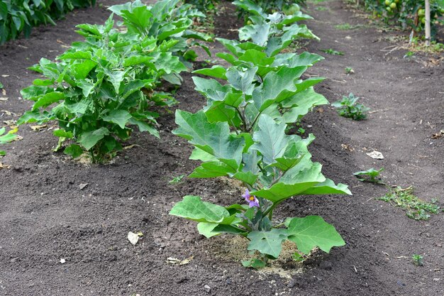 Photo eggplants in a row blooming and growing in the garden