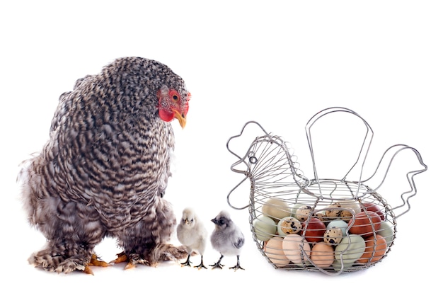 eggs basket, chicken and chick