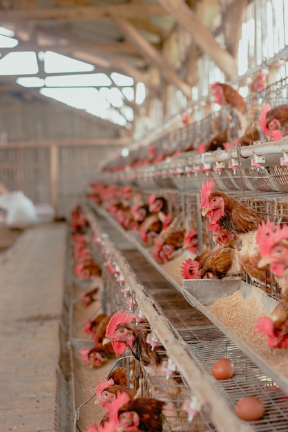 Photo eggs chicken farm chickens in battery cages laying eggs