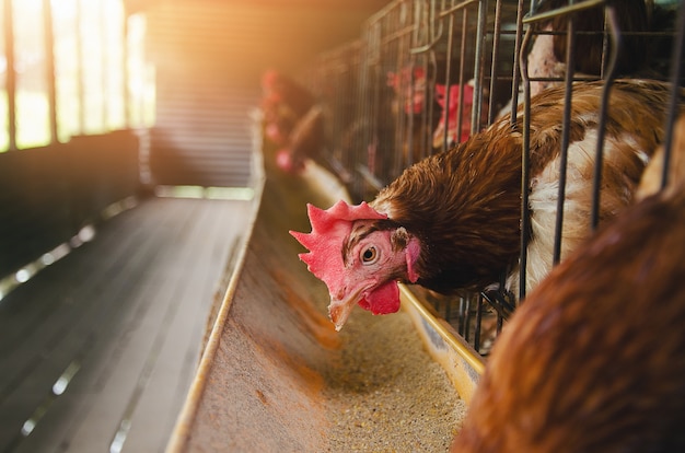 写真 鶏の鶏、養鶏場の鶏肉