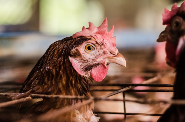 Eggs Chickens ,hens in Livestock cages industrial farm