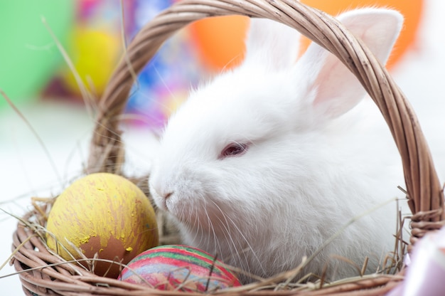 Eggs Easter with rabbit