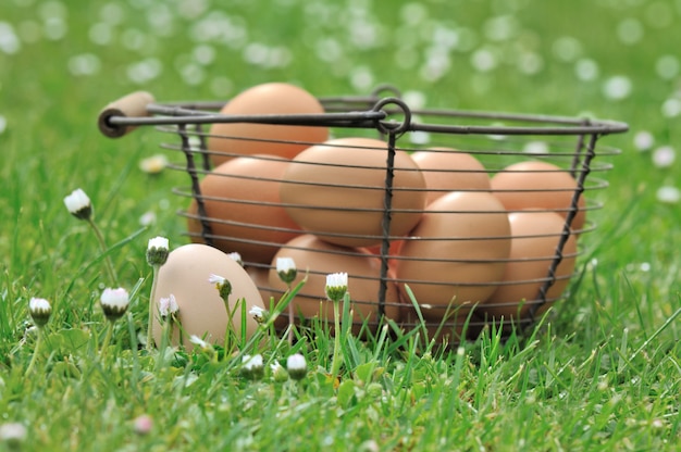 Eggs in the grass