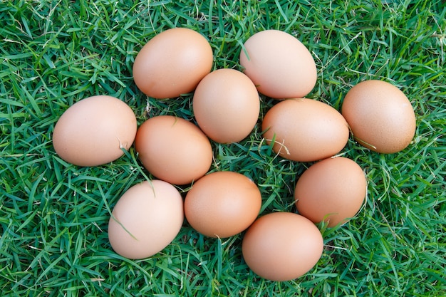 Eggs in the green grass