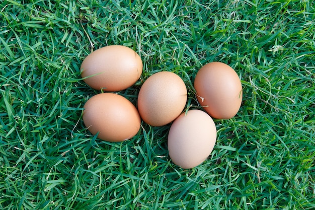 Eggs in the green grass