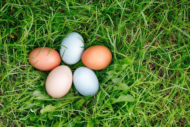 Eggs on green grass