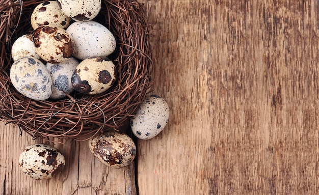 Eggs in nest on beige backgrounds. Quail eggs top view. Copy space.