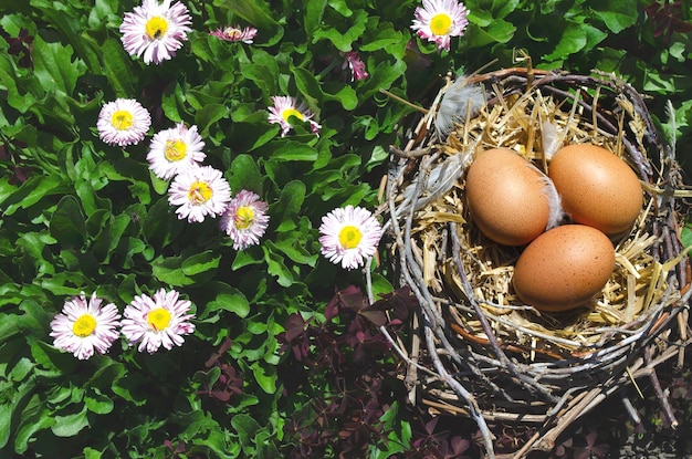 Eggs in the nest under the branches. background with eggs in\
the nest in nature